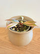 Philodendron Caramel Marble (D)