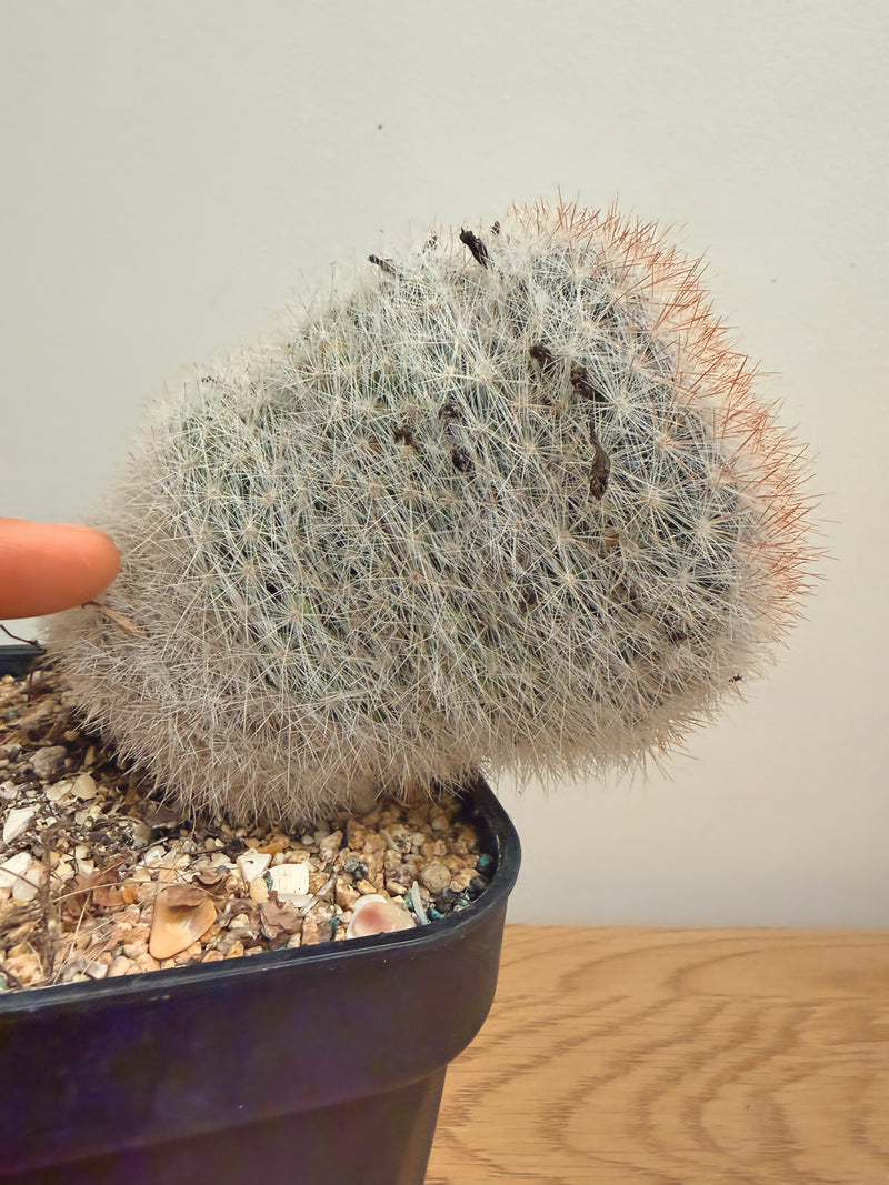 Mammillaria Bocasana