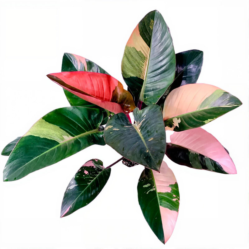 Philodendron Red Congo Variegated