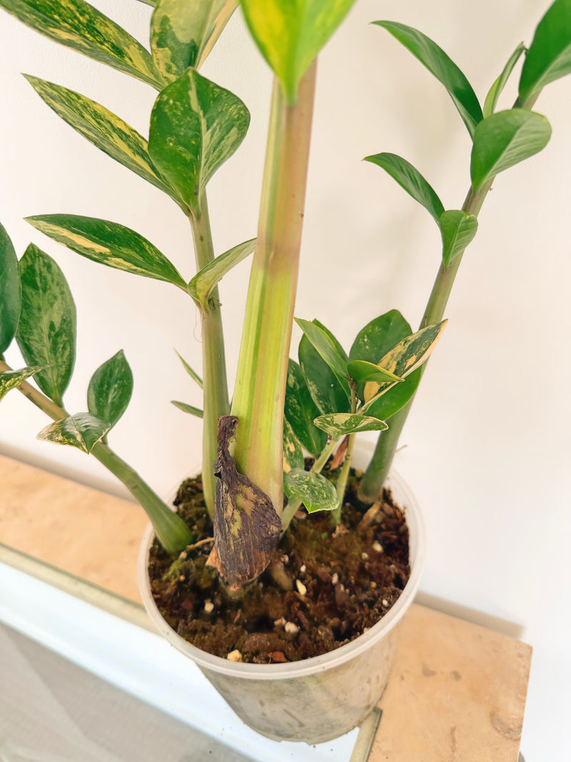 Variegated ZZ Plant (C)
