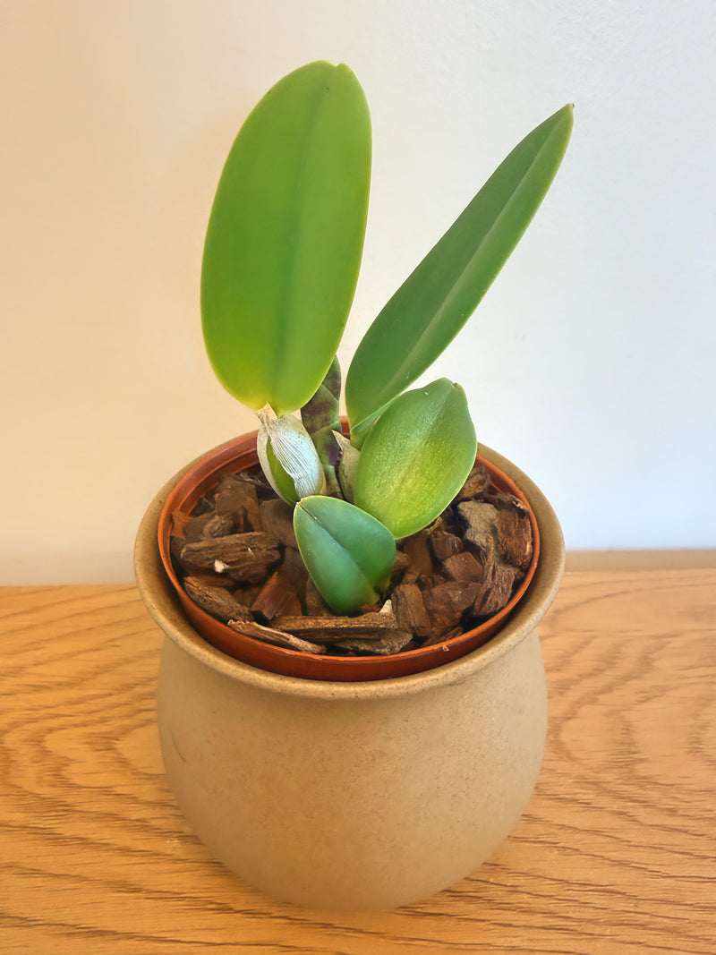 C. Victorian Lace ‘Diamond Orchids’ x L. Pumila f.alba ‘Kathleen’ AM/AOS