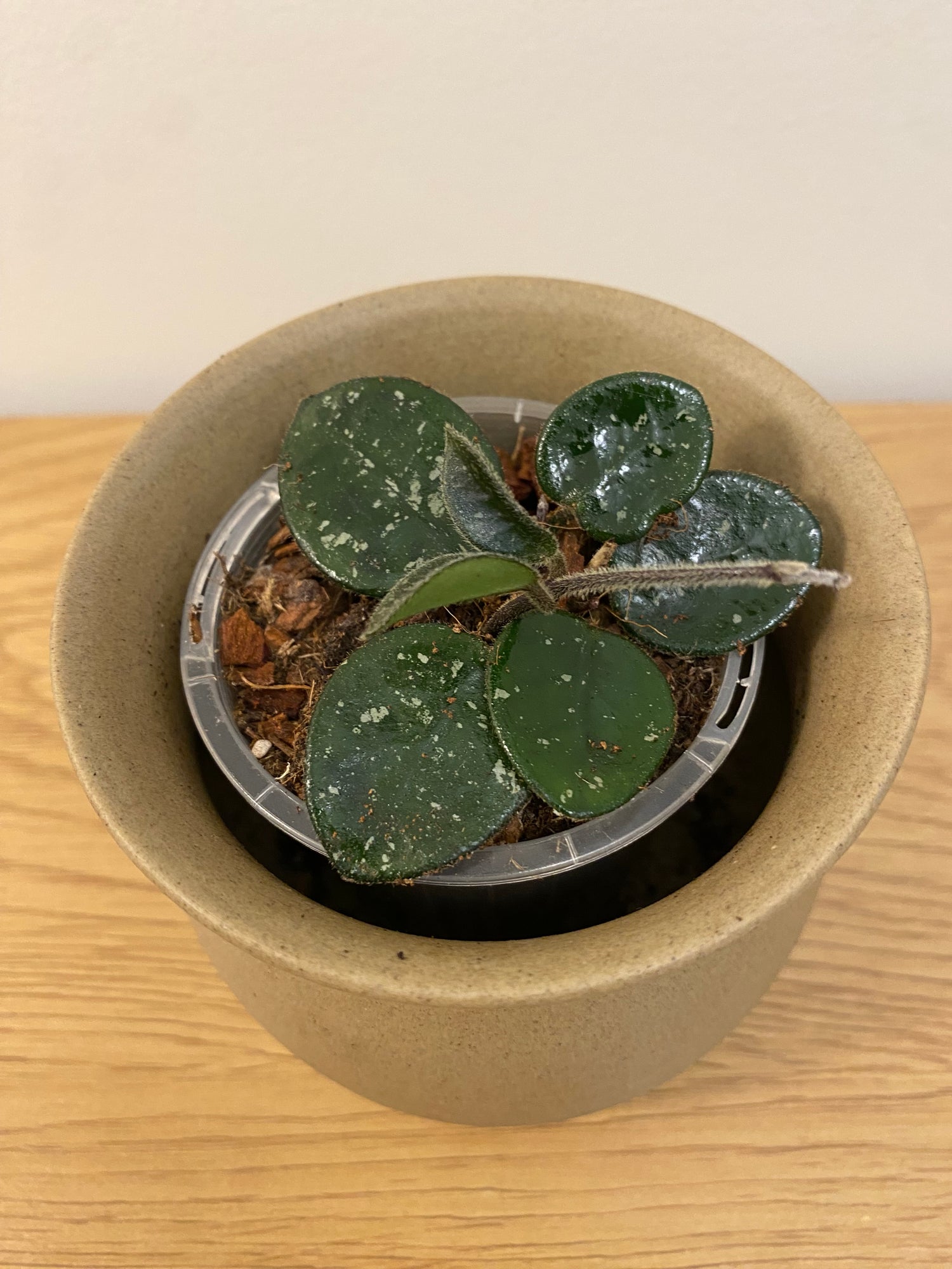 Hoya Mathilde