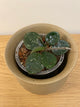 Hoya Mathilde