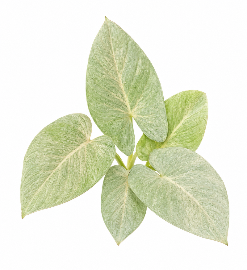 Homalomena Sulcata Cream Frost