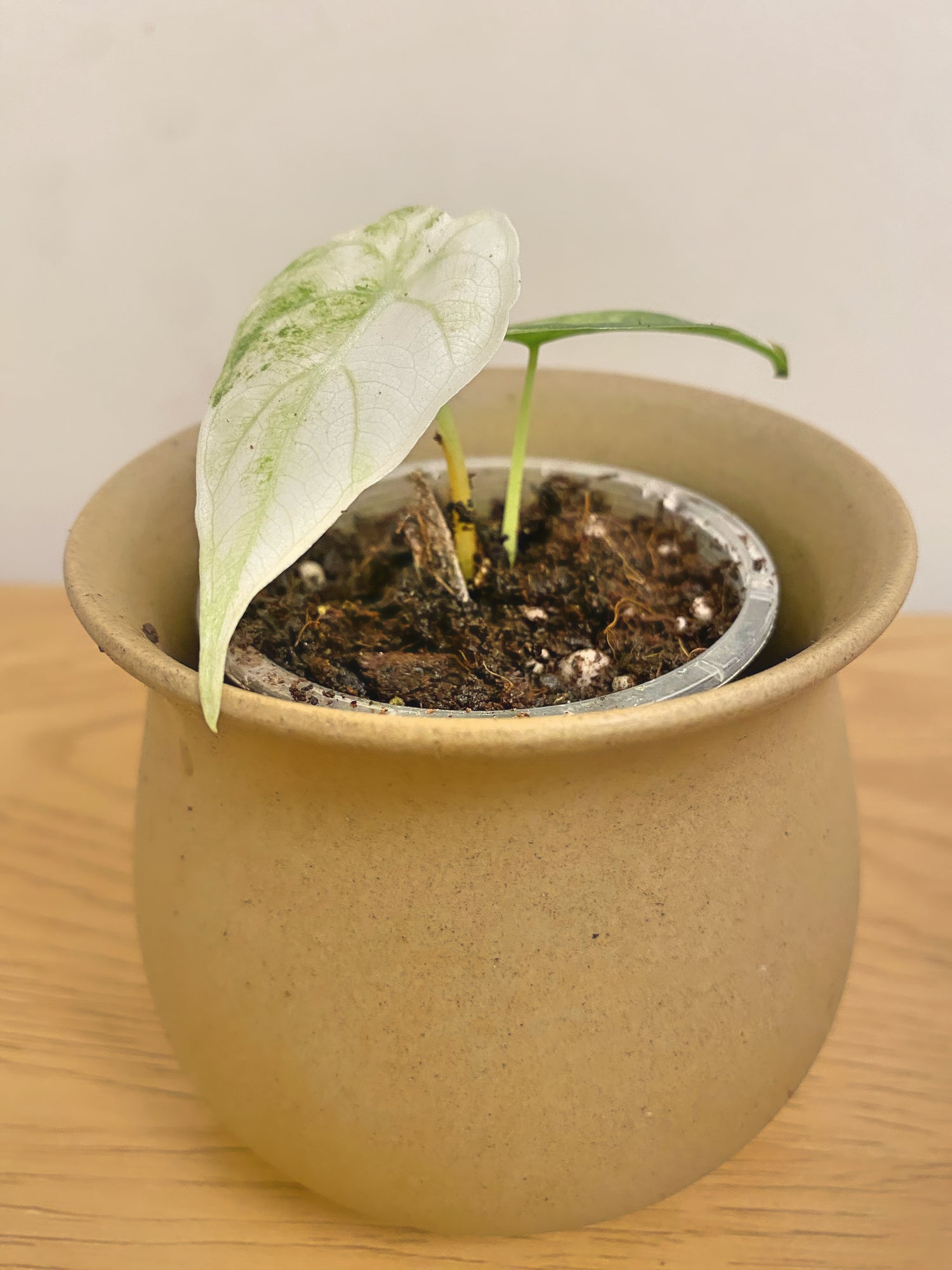 Alocasia Watsoniana Variegated