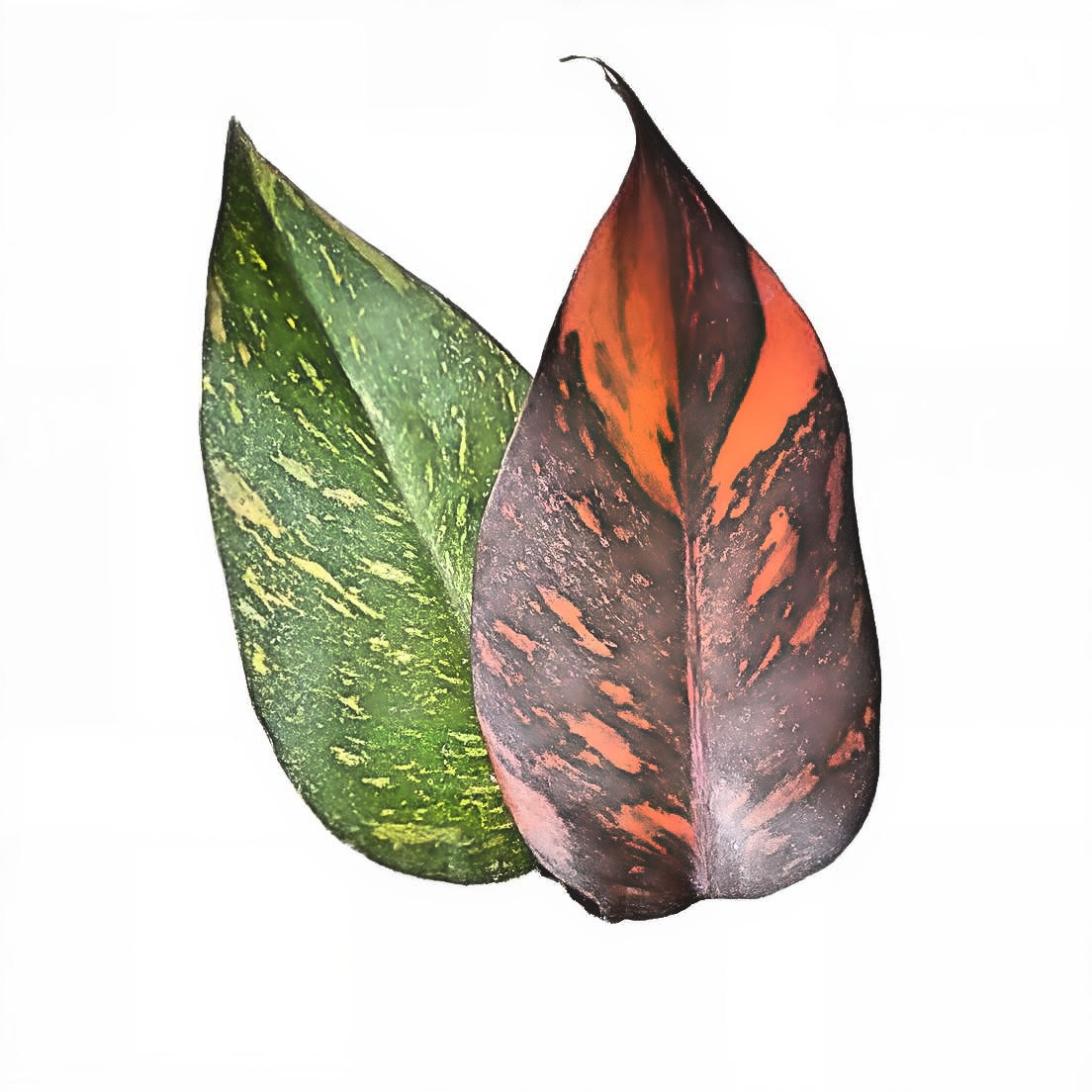 Philodendron Orange Princess Galaxy