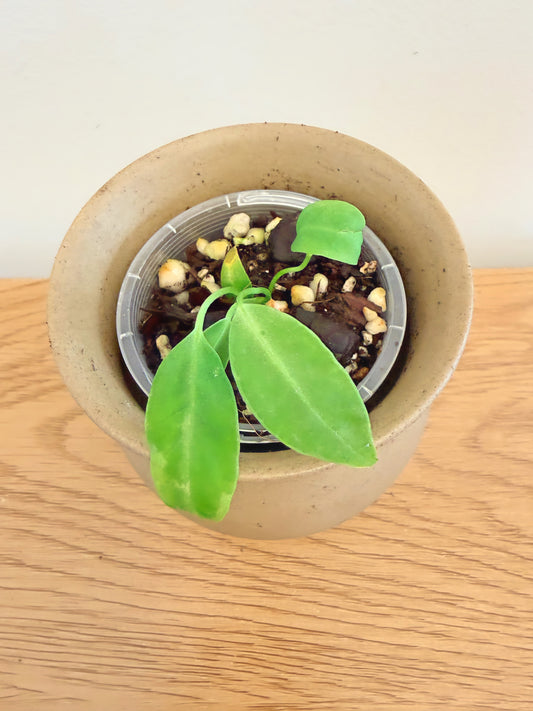 Anthurium Queen Waroqueanum