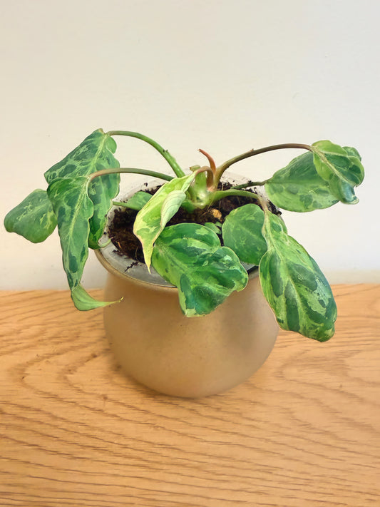 Philodendron Gloriosum ‘Snow Leopard’