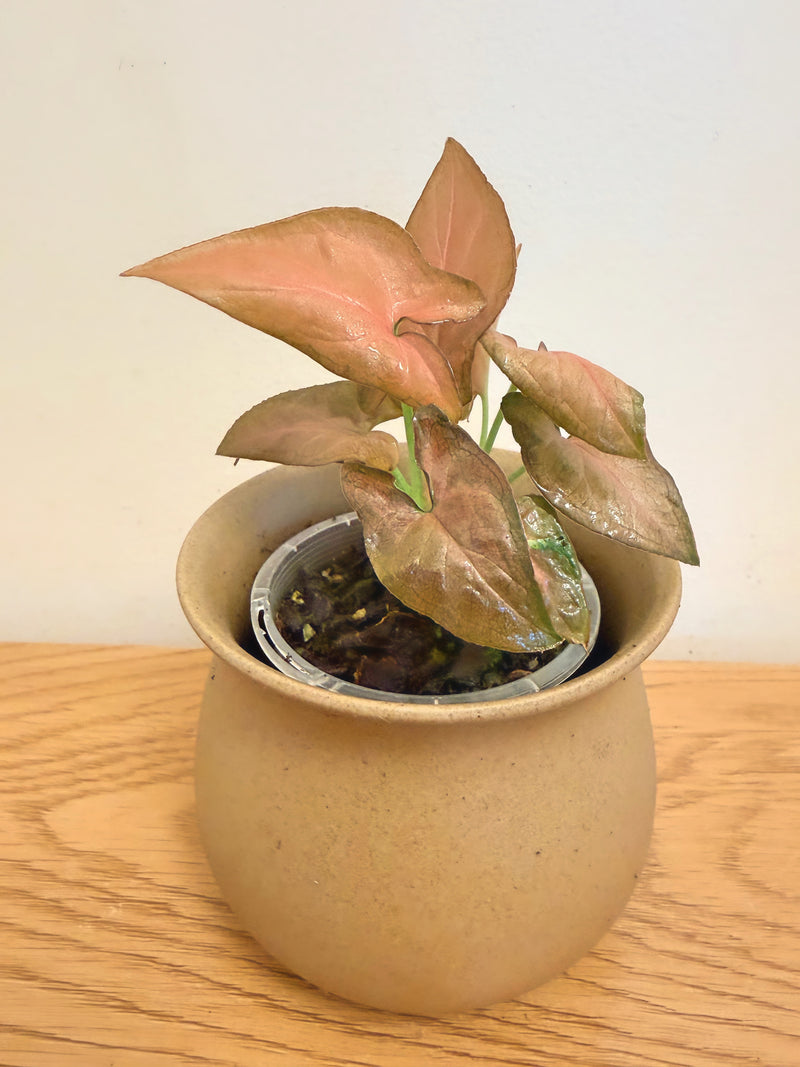 Syngonium Maya Red