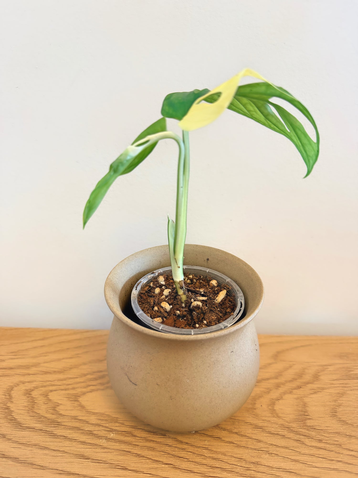 Monstera Adansonii Albo