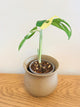 Monstera Adansonii Albo