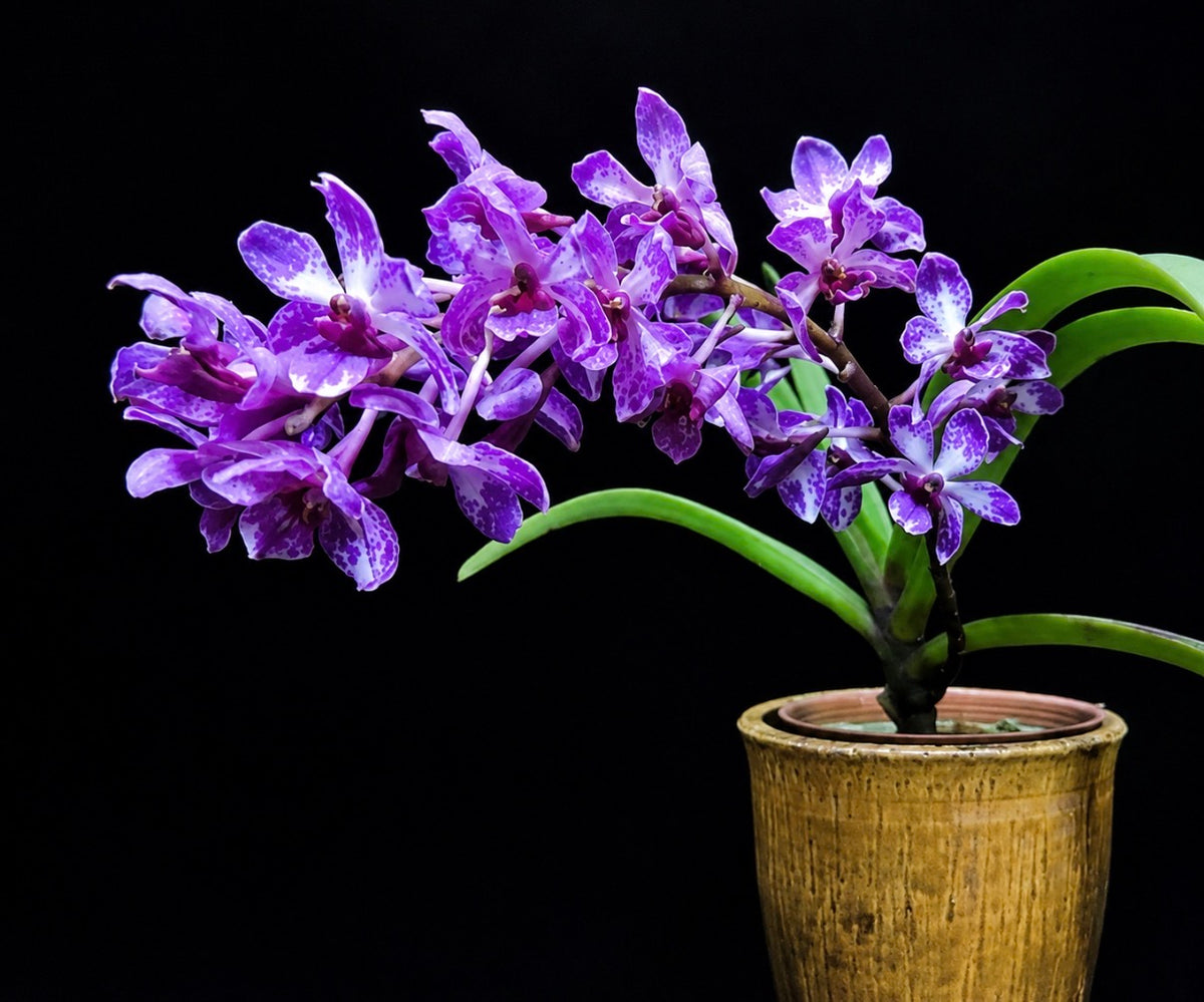 Vandachostylis TSS Taiwan Gandharva ‘12-2’ (Vanda Lou Sneary x Rhy. Gigantea)