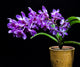 Vandachostylis TSS Taiwan Gandharva ‘12-2’ (Vanda Lou Sneary x Rhy. Gigantea)