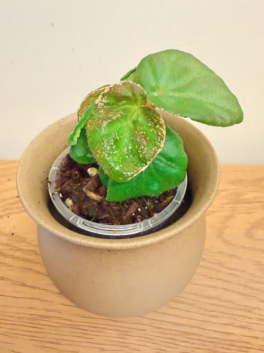 Begonia Midnight Sun