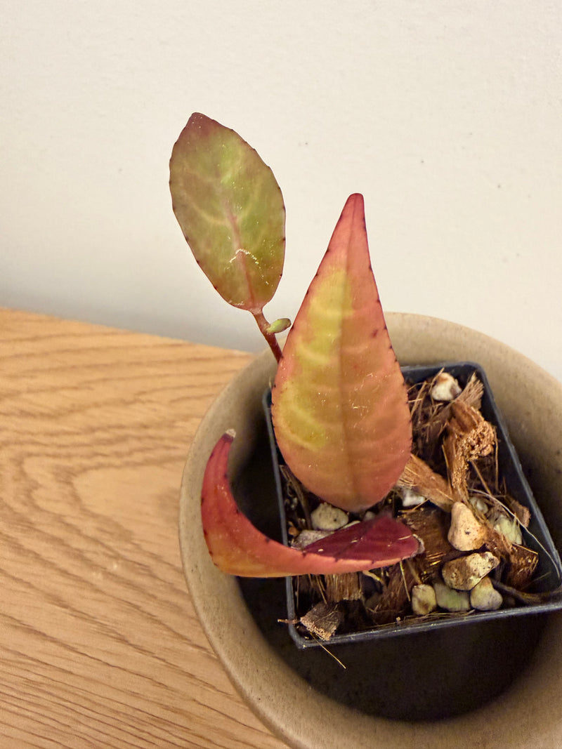 Aeschynanthus Longicaulis