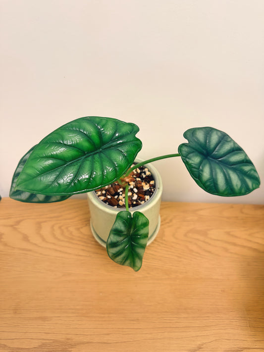 Alocasia Dragon Scale