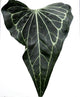 Anthurium Delta Force