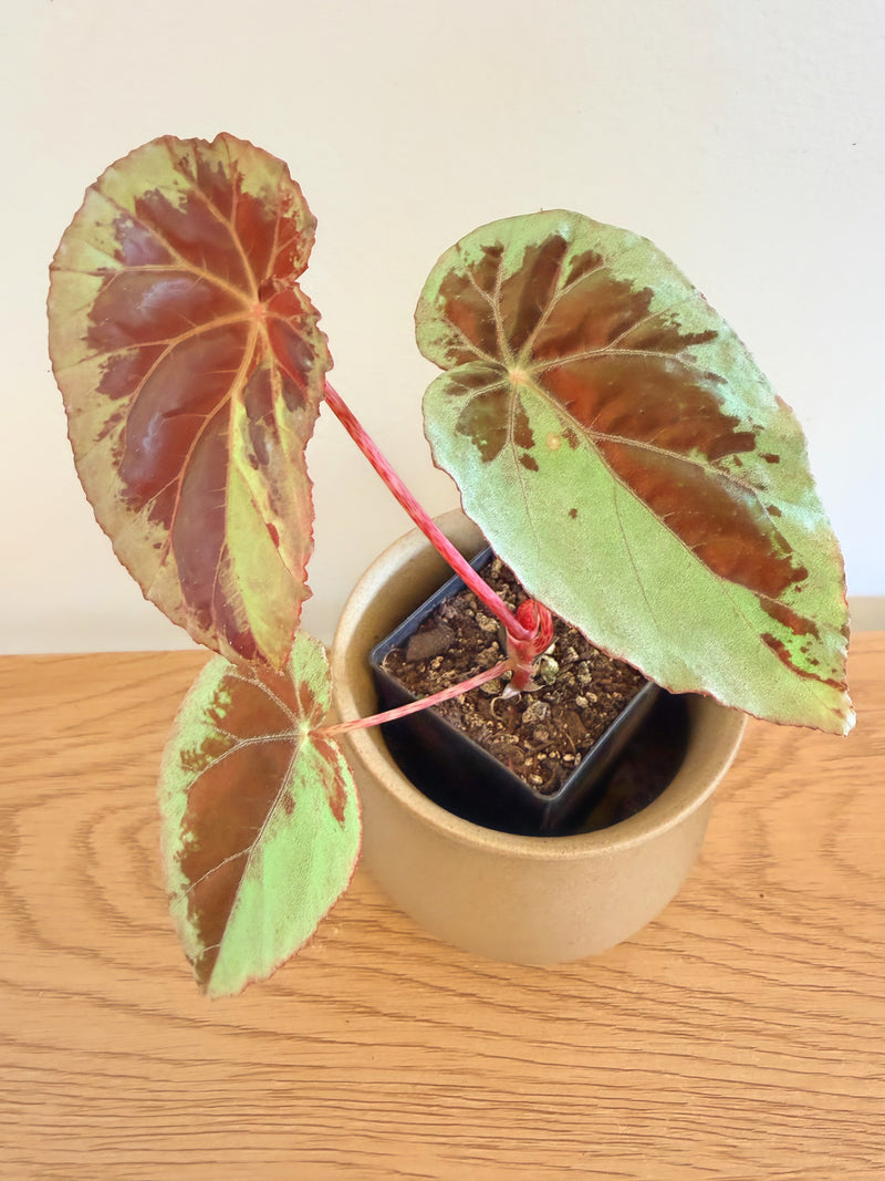 Begonia Burkillii ‘Silver Edge’