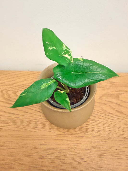 Alocasia Scalprum Aurea (A)