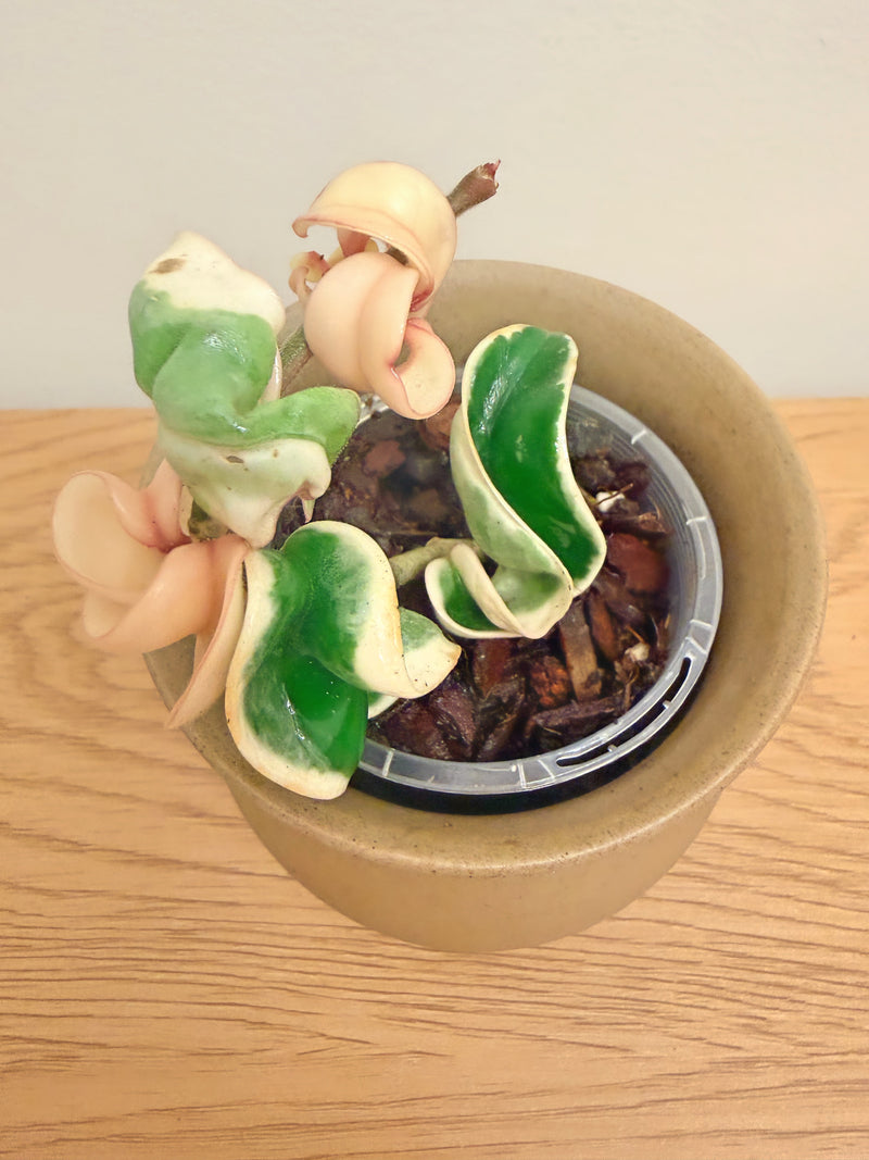 Hoya Compacta Regalis