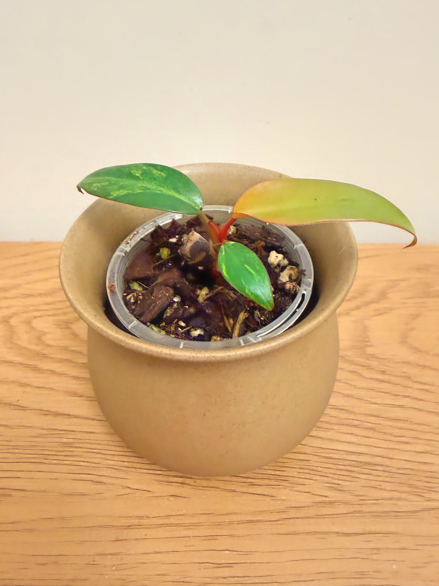 Philodendron Strawberry Shake