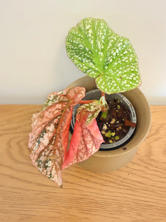 Begonia Snow Capped Variegated (B)