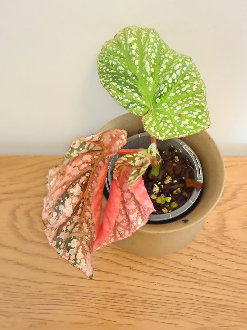 Begonia Snow Capped Variegated (B)