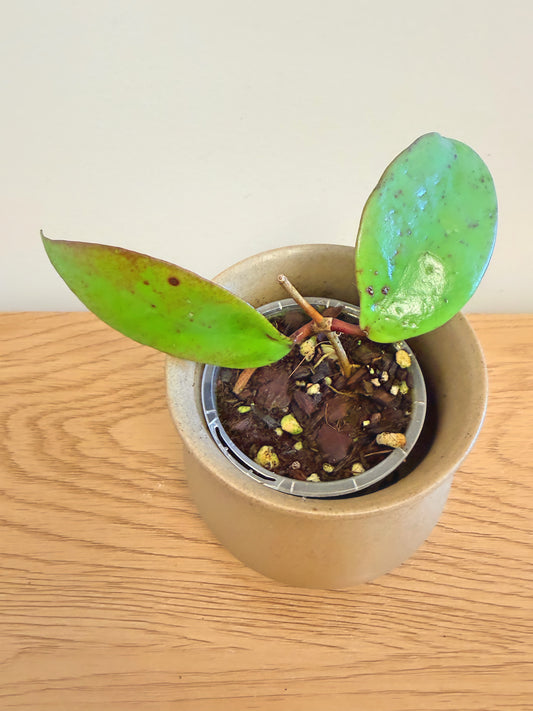 Hoya Vitellinoides x Scortechinii