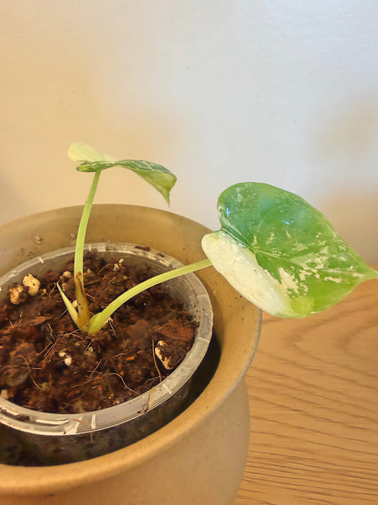Alocasia Silver Dragon Albo