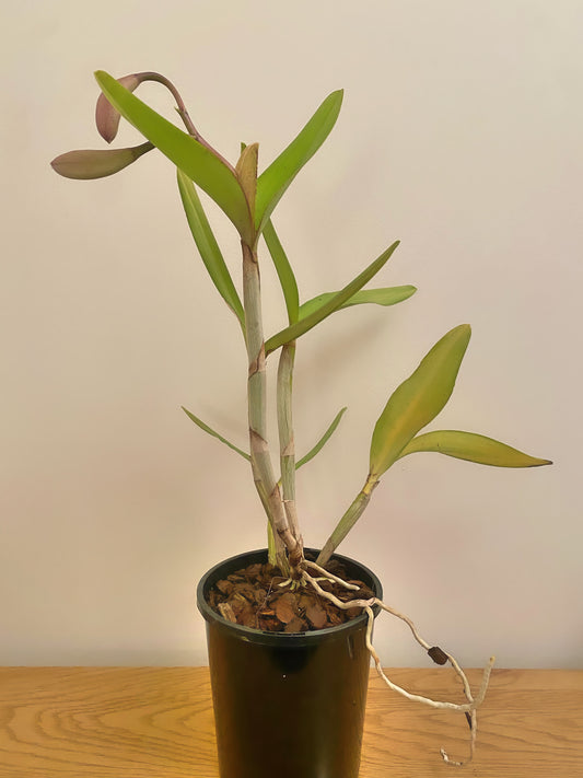 Cattleya Valentine (C.Loddigesii x C.Warneri)