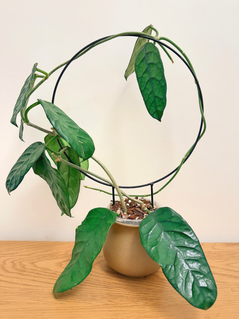 Hoya Globulosa Cao Dang
