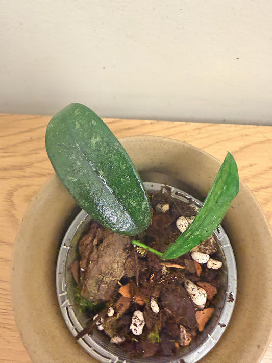 Hoya Lyii Big Leaf
