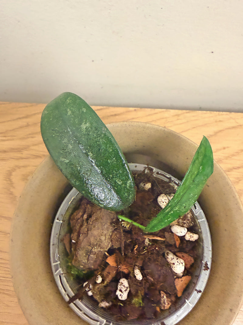 Hoya Lyii Big Leaf