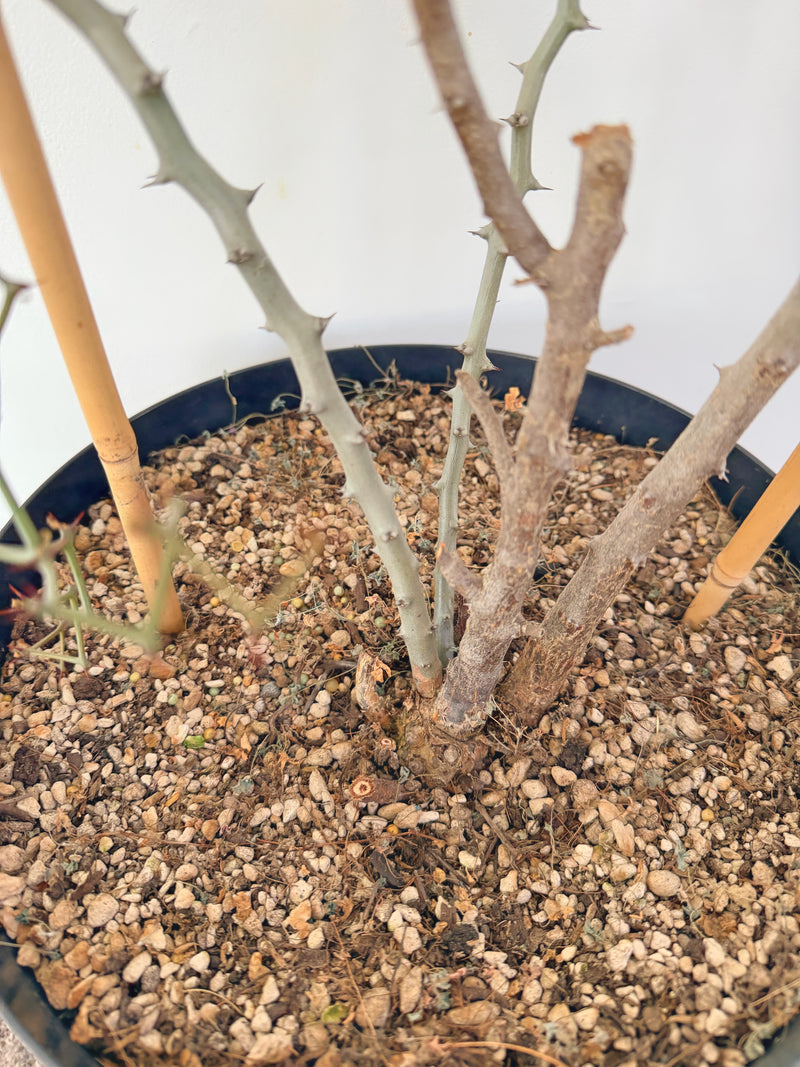 Decarya Madagascariensis
