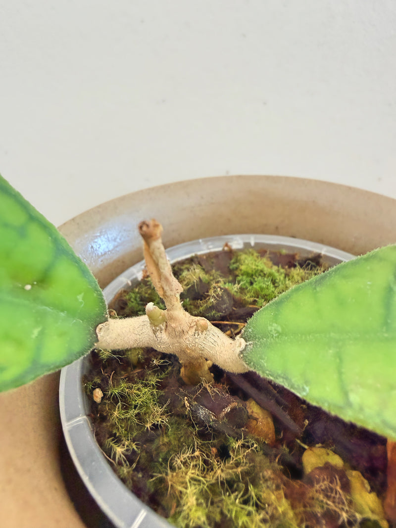 Hoya Finlaysonii