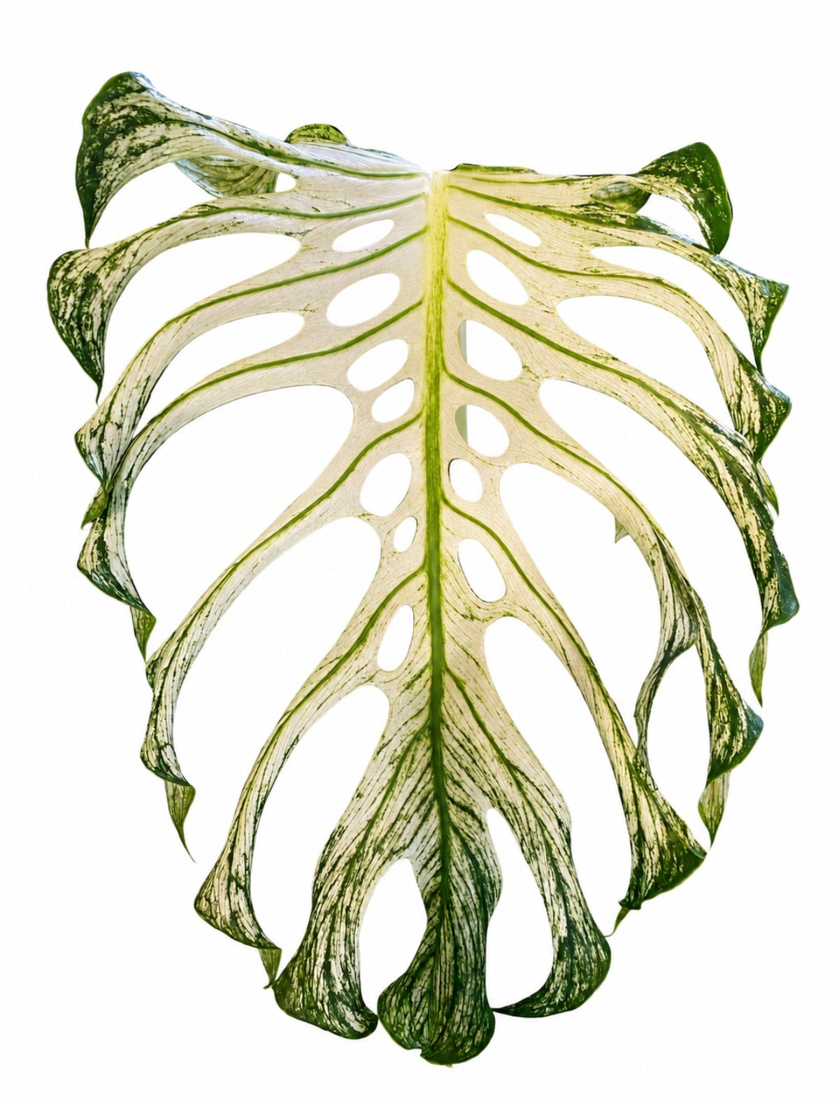 Monstera Devil Monster