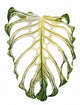 Monstera Devil Monster