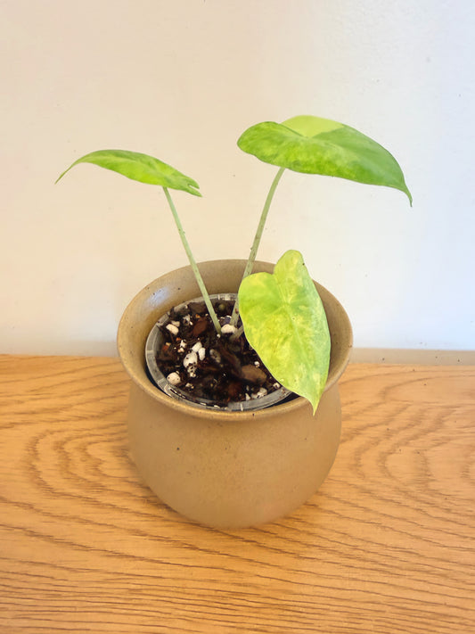 Alocasia Portora Variegated
