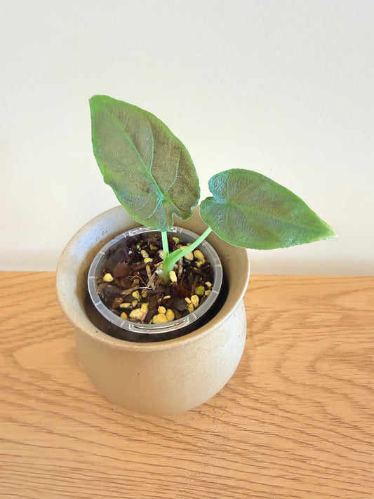 Alocasia Antoro Velvet