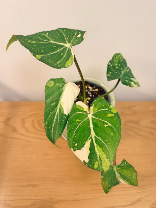 Philodendron Gloriosum Variegated (B)