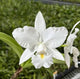 Cattleya Victorian Lace ‘Diamond Orchids’ x Laelia Pumila f. Alba ‘Kathleen’ AM/AOS