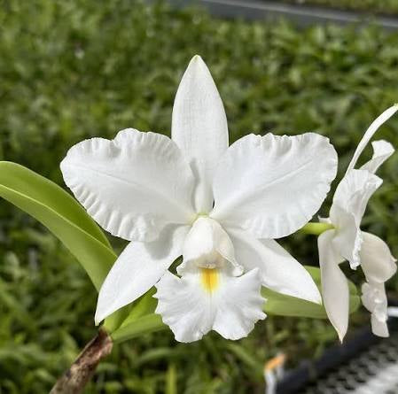 Cattleya Victorian Lace ‘Diamond Orchids’ x Laelia Pumila f. Alba ‘Kathleen’ AM/AOS