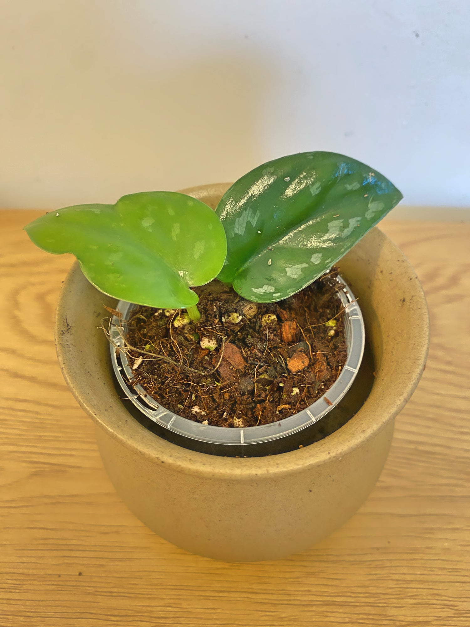 Scindapsus Black Mamba