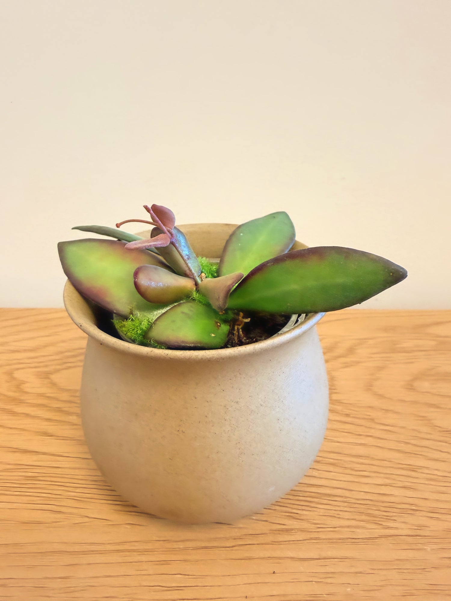 Hoya sp. aff. Burtoniae