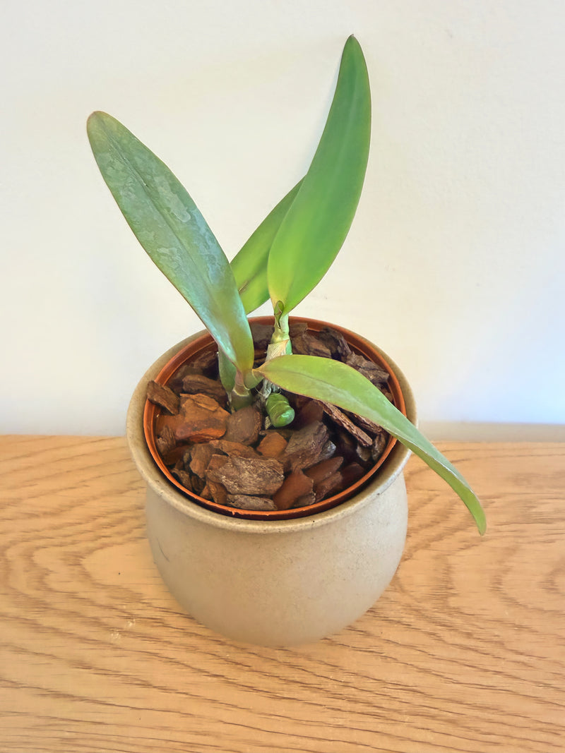 Pot. Higher Multiplier ‘SVO Amazing’ x Slc. Circle of Life ‘Mesmerize’ AM/AOS
