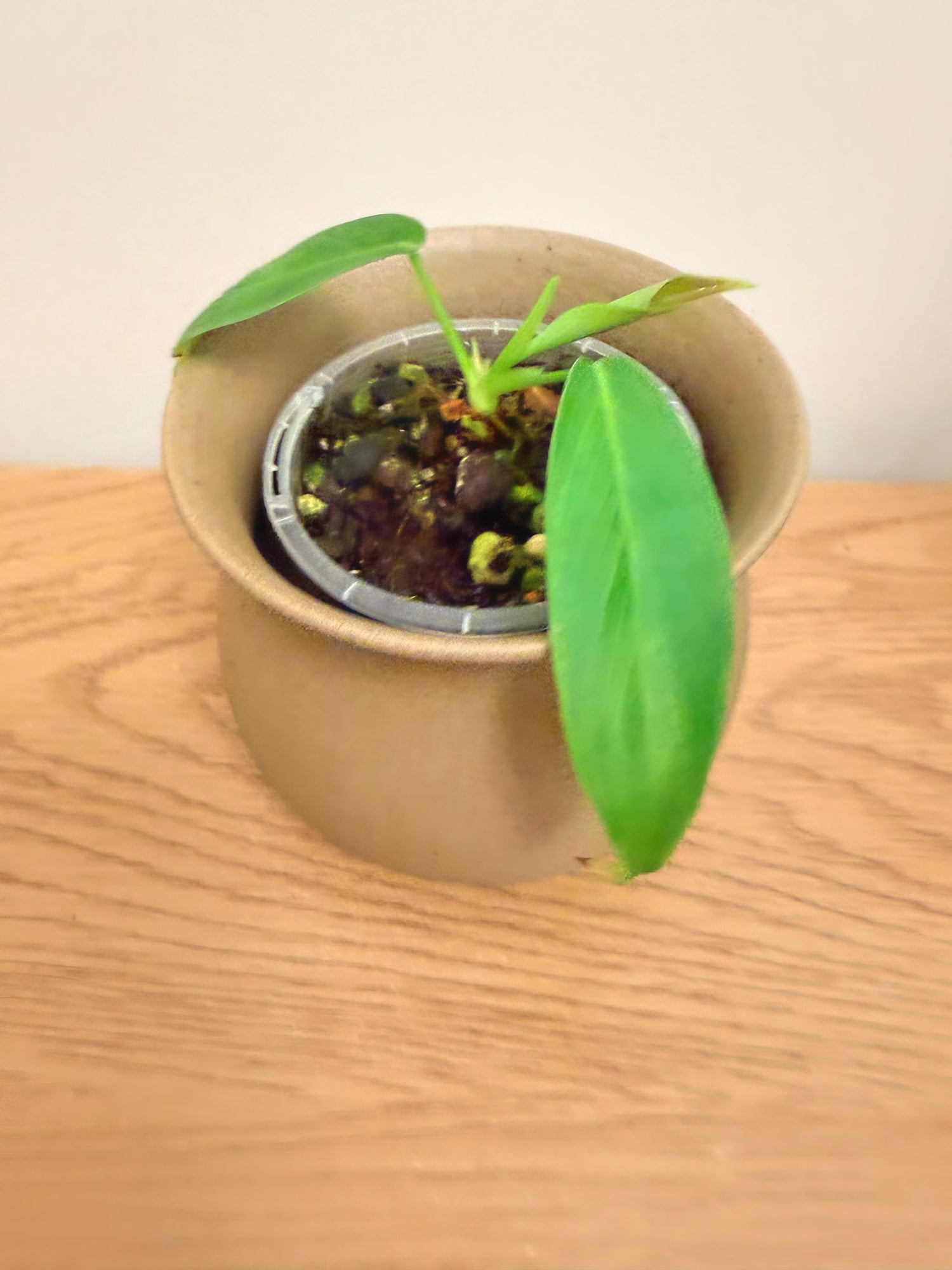Philodendron Patriciae