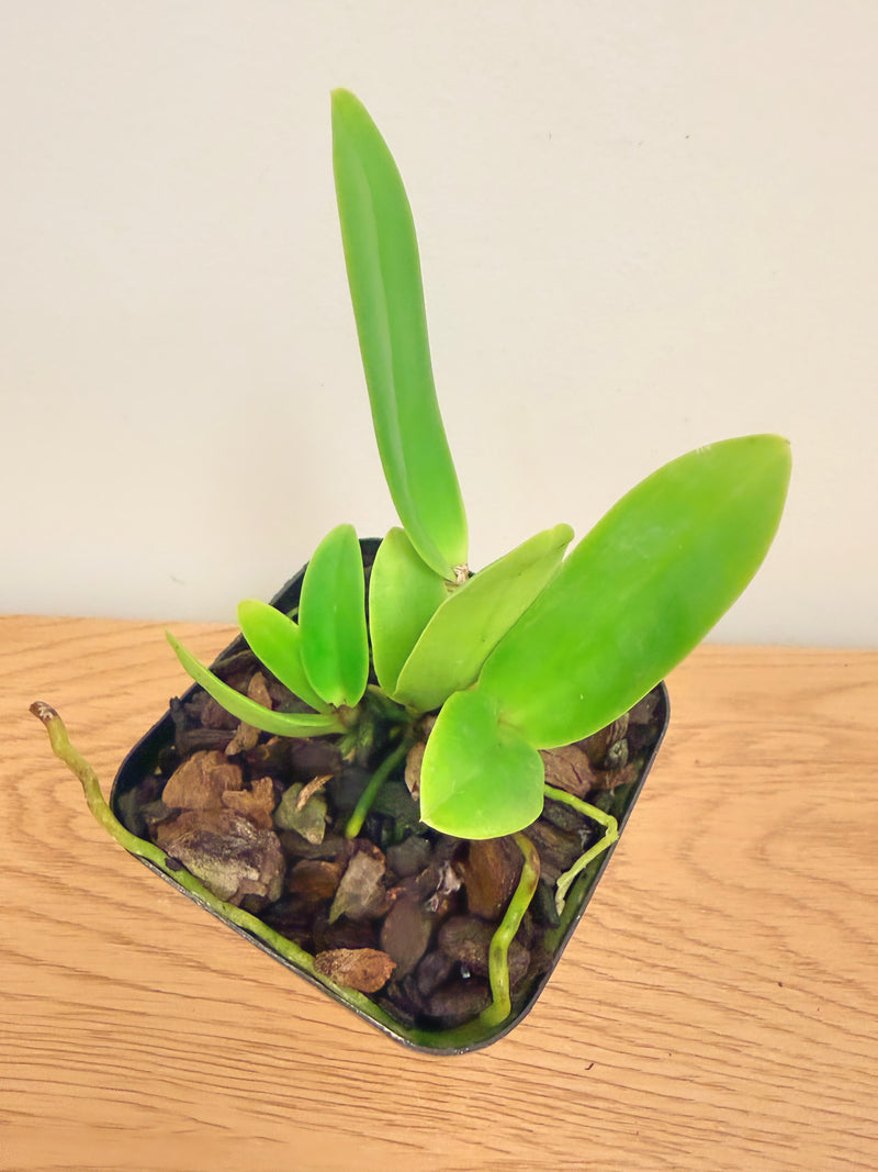 Cattleya Dupreana ‘June Bride’ (Warneri x Warscewiczii)
