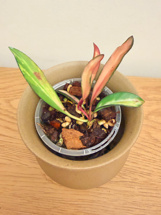 Hoya Wayetii Inner Variegated