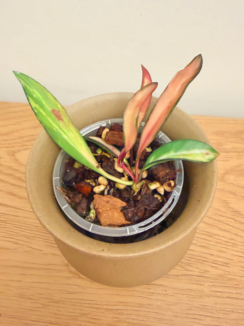 Hoya Wayetii Inner Variegated