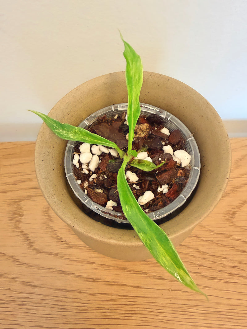 Philodendron Tortum Variegated